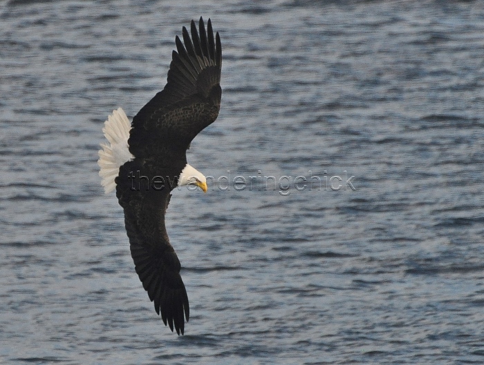 eagle